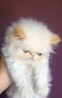 Persan piki face mâle