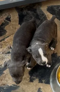 Chiots stafferdshire bull terrier bleu