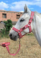 accessoire-pour-animaux-materiel-equitation-cheval-mohammadia-alger-algerie