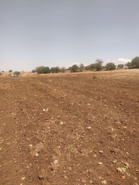 terrain-agricole-vente-tlemcen-bensekrane-algerie