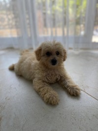كلاب-caniche-bichon-maltais-de-2-mois-القبة-الجزائر