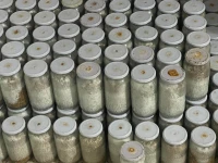 بذور الفطر طبيعي للبيع 
