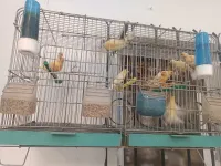 Canari 