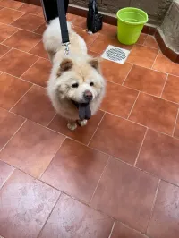 Chien de race chawchaw