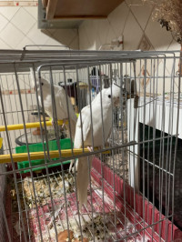 oiseau-couple-calopsitte-albino-tlemcen-algerie