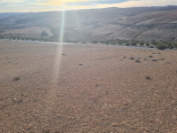 terrain-agricole-vente-mascara-el-gaada-algerie