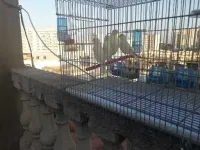 les oiseaux satiné