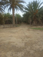 terrain-agricole-vente-biskra-ain-naga-algerie