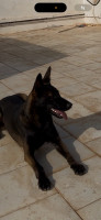 chien-femelle-malinois-bir-el-djir-oran-algerie