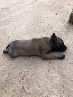 chien-chiot-malinois-ain-naadja-alger-algerie