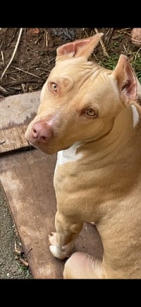 Pitbull red nose
