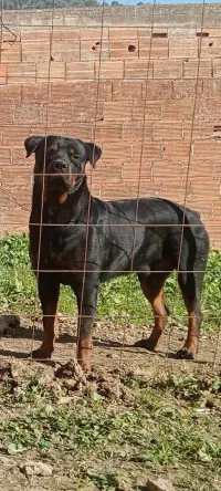Rottweiler mal accouplement