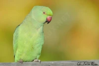 perruche à collier femelle