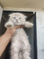 chat-chatons-scotish-fold-et-british-shorthair-el-harrach-alger-algerie