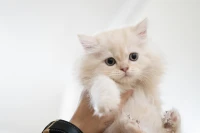 chatons british shorthair et scotish  fold