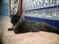 chat-americain-bobtail-maine-coon-a-queue-courte-alger-centre-algerie