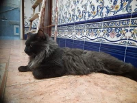 américain bobtail (maine coon a queue courte)