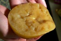 scoby (kombucha)
