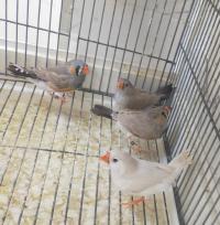 عصفور-mandarins-geants-مونداران-زيبرا-جيون-الخرايسية-الجزائر