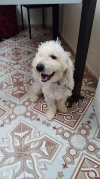 Caniche  blanc