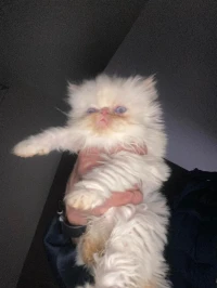 Chaton 