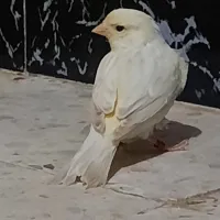 Canari satiné 