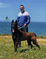 chien-chiot-malinois-boumerdes-algerie