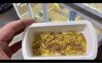 Mealworms دود الميل وورم (دود القبابي)