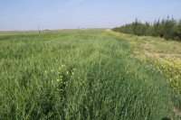 terrain-agricole-vente-djelfa-ain-oussara-algerie