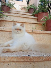 cat-chat-persan-ain-el-turck-oran-algeria