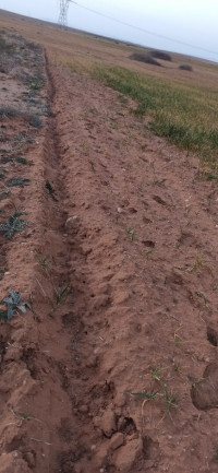 terrain-agricole-vente-djelfa-benhar-algerie