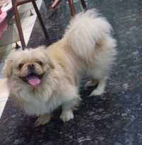 Pekinois male 8 mois