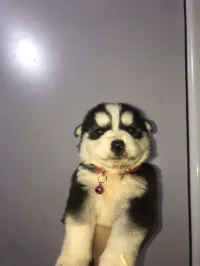 Husky 