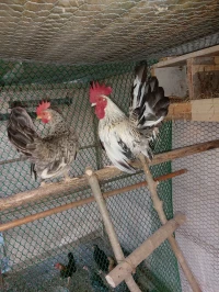 Coq chinoi 