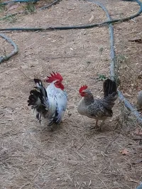Coq chinoi 