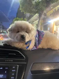 ChoW chow fumale 