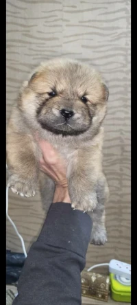 Chow chow