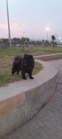 chien-chow-noir-alger-centre-algerie