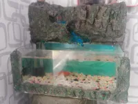 Aquarium fontaine 