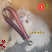 أجمل قط بيرسون ذكر