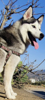 chien-husky-siberien-el-flaye-bejaia-algerie