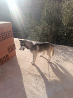 chien-husky-siberien-el-flaye-bejaia-algerie