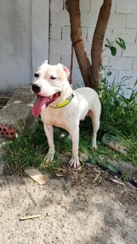 Pitbull 