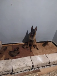 صغار الملينوا