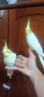 oiseau-couple-bab-ezzouar-alger-algerie
