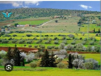 terrain-agricole-vente-mascara-algerie