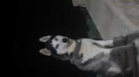 chien-husky-siberien-25-mois-bordj-el-bahri-alger-algerie