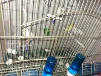 كناري  canari