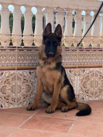 chien-berger-allemand-algerie