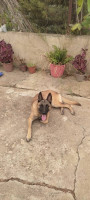 chien-malinois-femelle-5-mois-bachdjerrah-alger-algerie